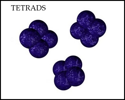 gram-positive tatrads